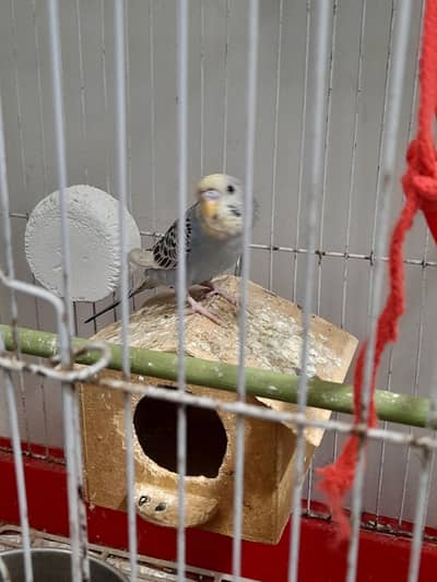 love birds pairs with eggs hand tame cocktails