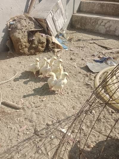 heera Aseel chiks 03115289256