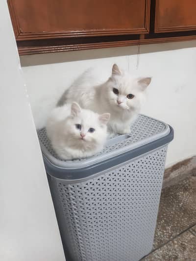 perisan breedar cat male and female