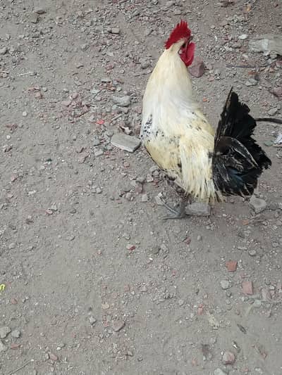 One Native Cock . Contact on my WhatsApp number.