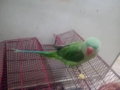Pahari parrot for sale
