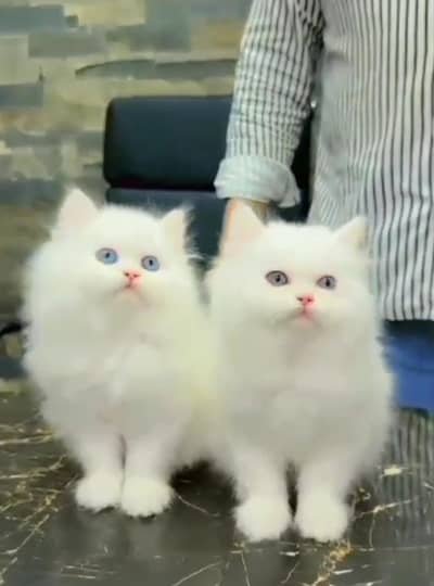 Persian Cats & Kittens for Sale may WhatsApp 03472175246