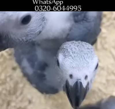 African Grey Parrots Chicks Urgentt Sale