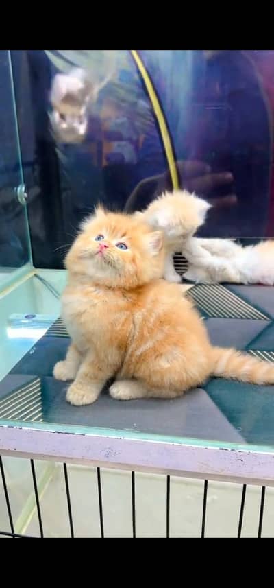 Quality Persian Punch face cat & kitten is03233614642Whatsapp