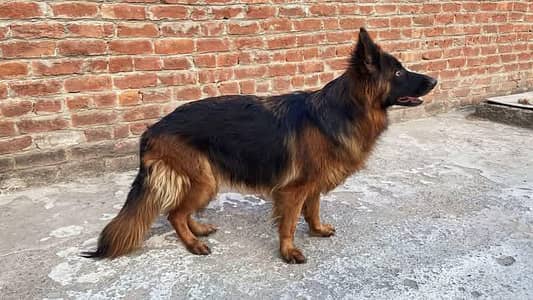 German shepherd female for sale 0309=0097784