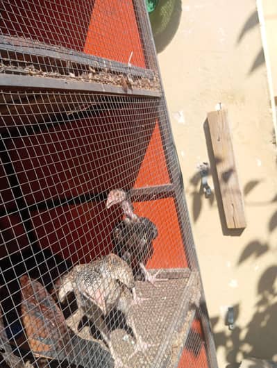 aseel mianwali top quality chicks