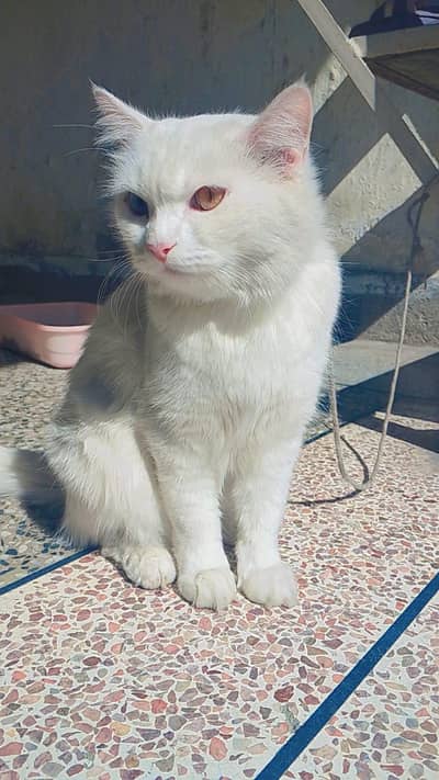 White Cat with 2 color eyes