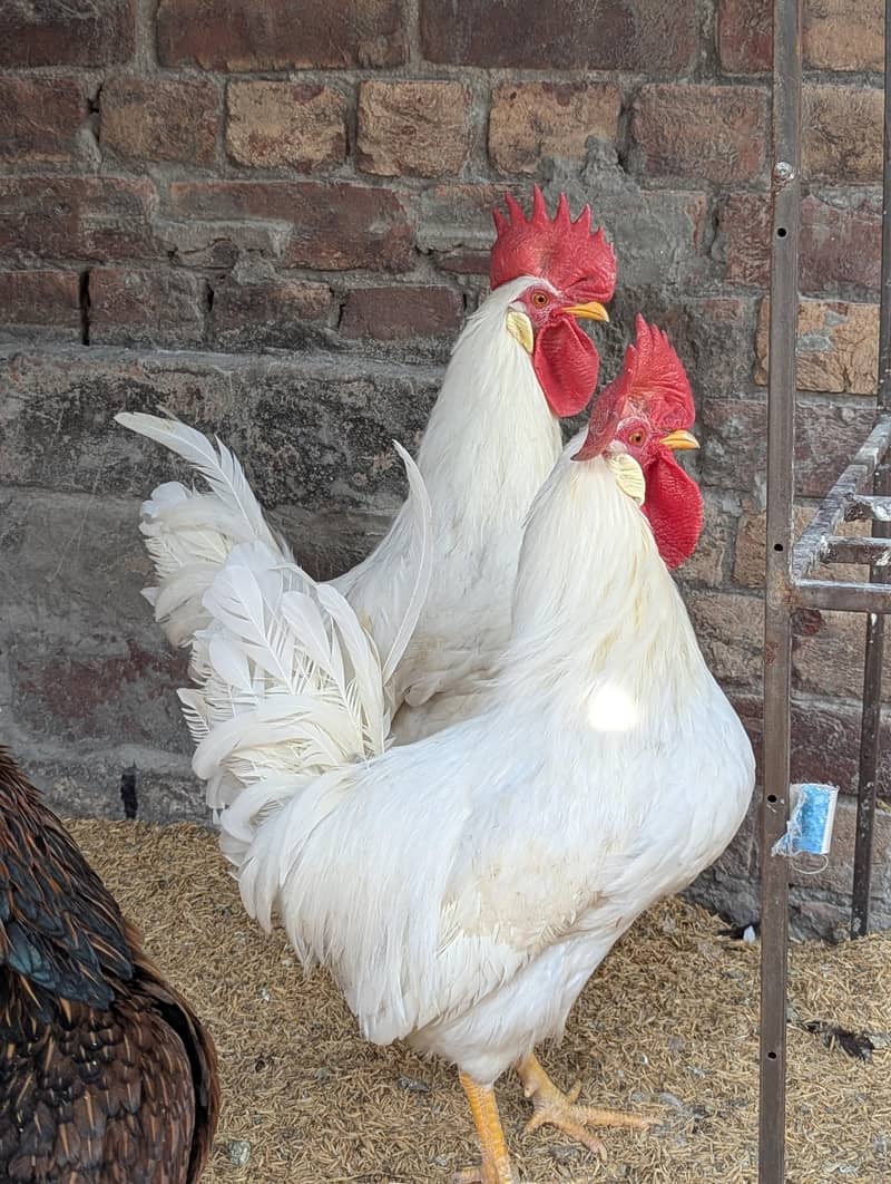 Desi hen 0