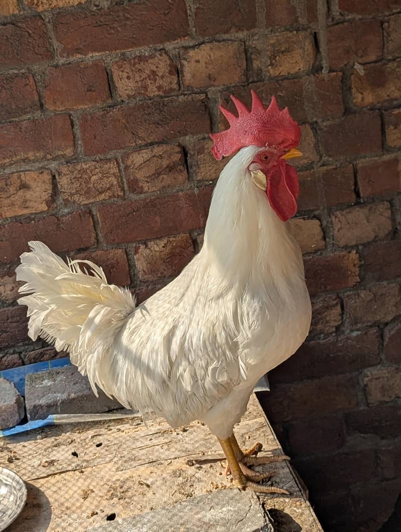 Desi hen 1