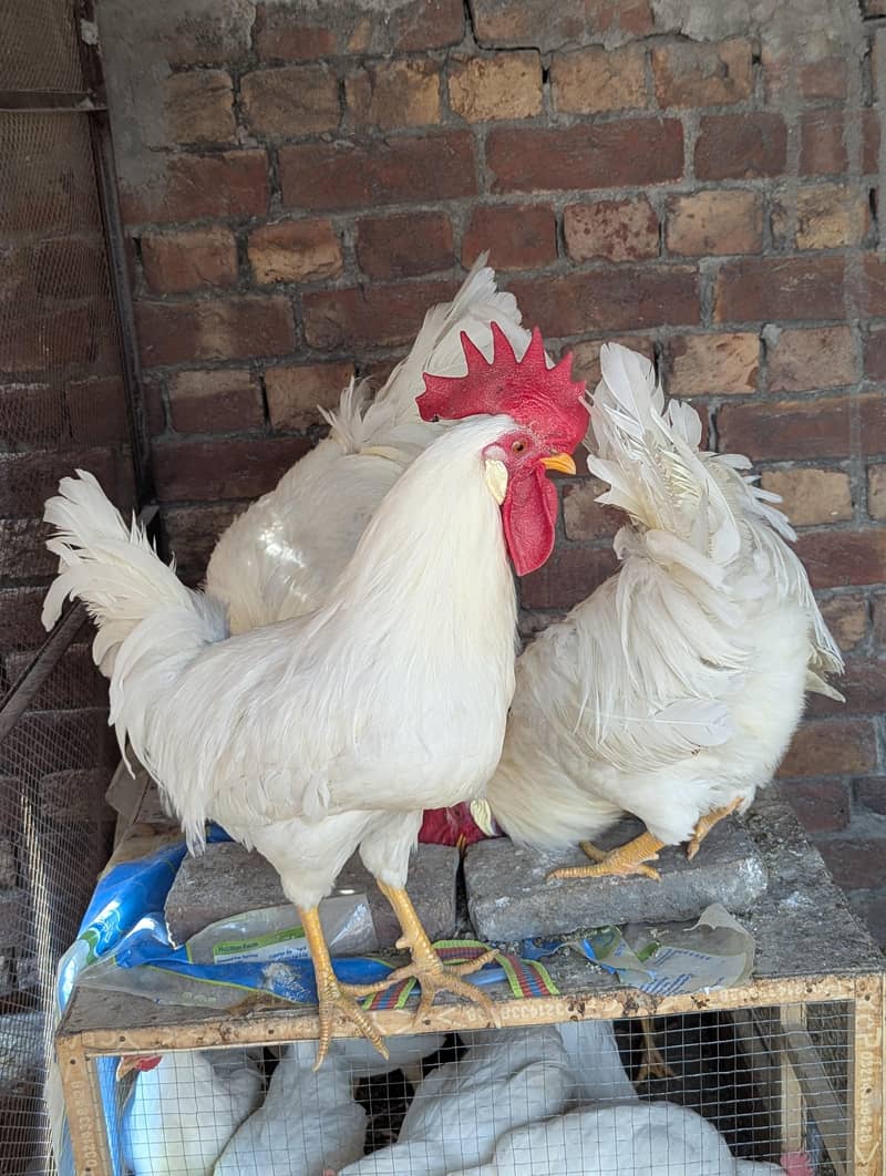 Desi hen 2