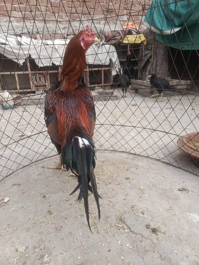 Aseel mianwali lakha