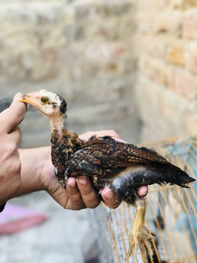 Aseel patte for sale