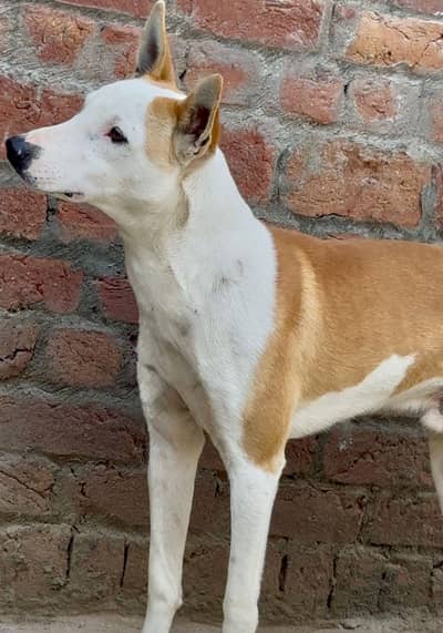 Kisi bhi ko dog chahey to rabta Kary ya