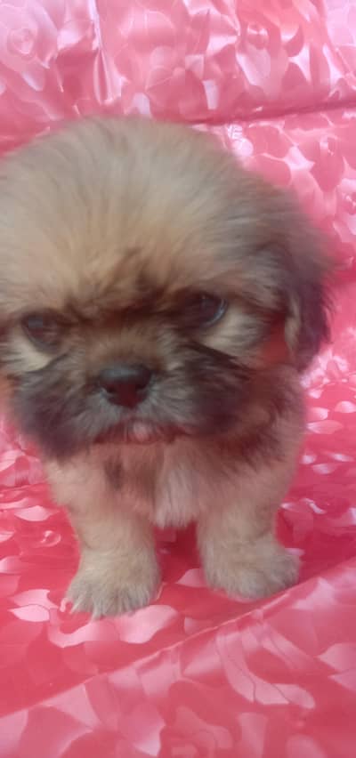 shih tzu female puppy