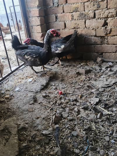 02 black Muscovy ducks  available for sale 03165396976