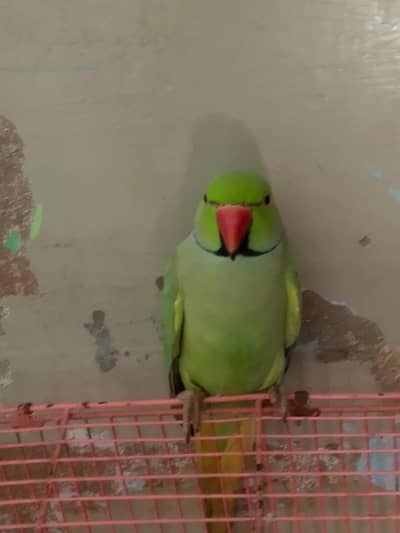 Talking Ringneck Parrot for Sale 03213434479