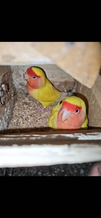 common Latino breeder pair with eggs sale Faisalabad