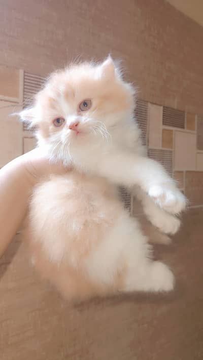 3 Persian kittens for sale
