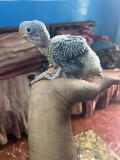 Ghr ky pair ka 3 breeding ha