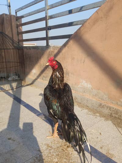 High Quality jawa mushka patha forsale in reasonable price