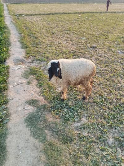 chatra ghar ka pla hwa for sale