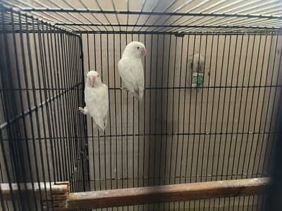 Love Birds Albino Red Eyes