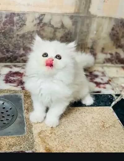 Persian female kitten for sale My WhatsApp number 03 25 022 67 56