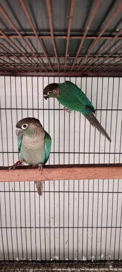 Blue turquoise & Yellow ringneck