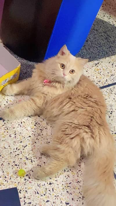 persian cat home raised