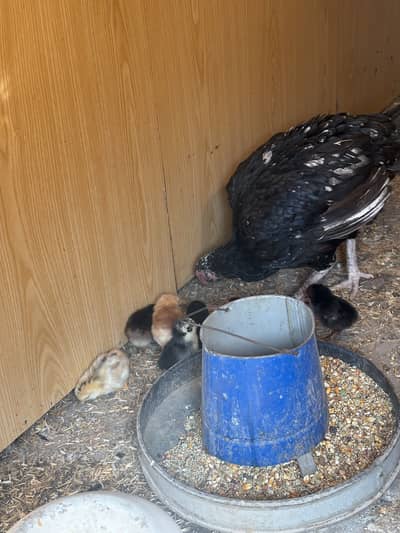 Aseel and Astrolop chicks