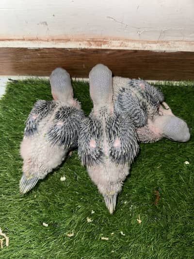 Raw jumbo size chicks