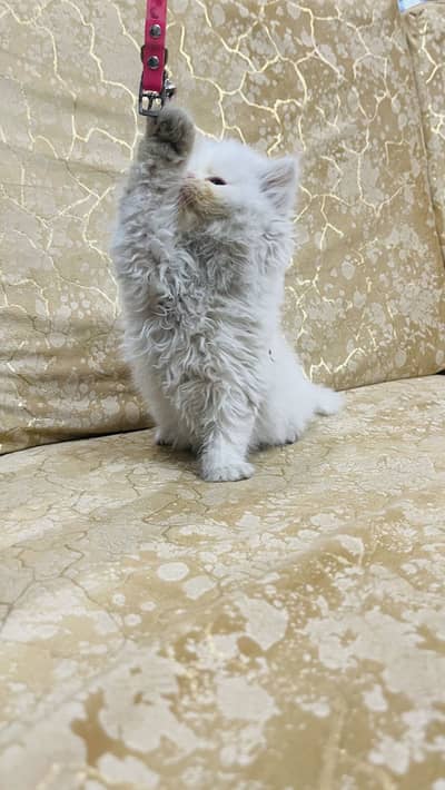 Quality kittens for new home