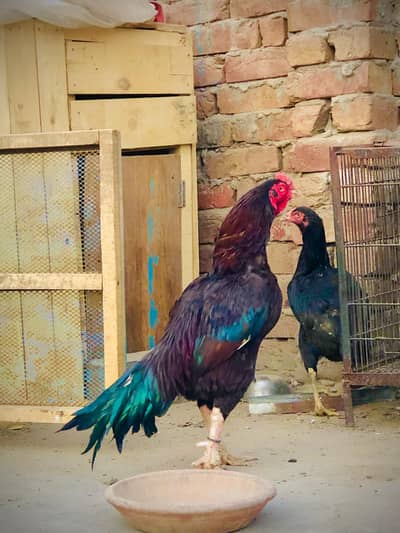 aseel morga full grunted