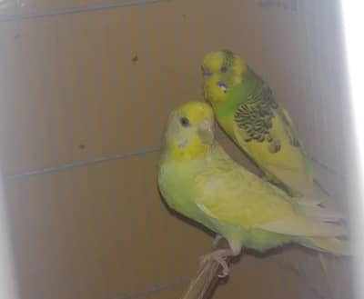 budgie breeder pair