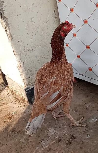 Aseel Laka  or Cheeni murghiii