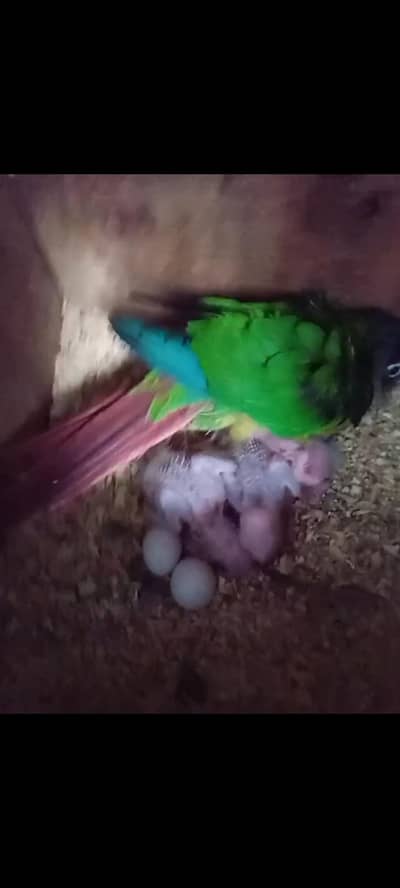 chota conoure chicks