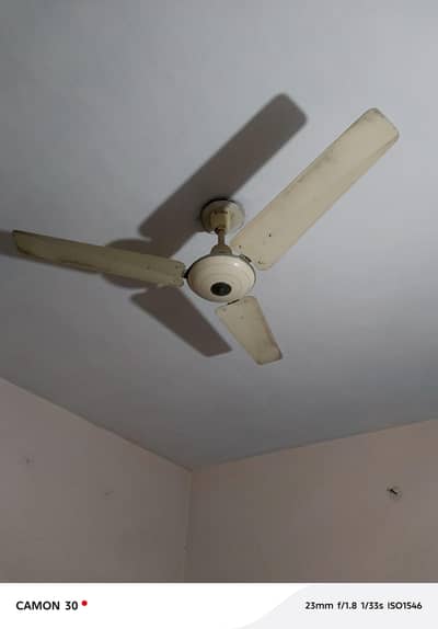 Royal Ceiling  Fan