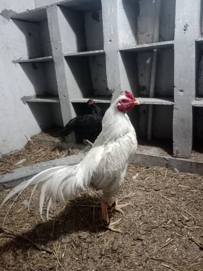 Hen for sale 7000