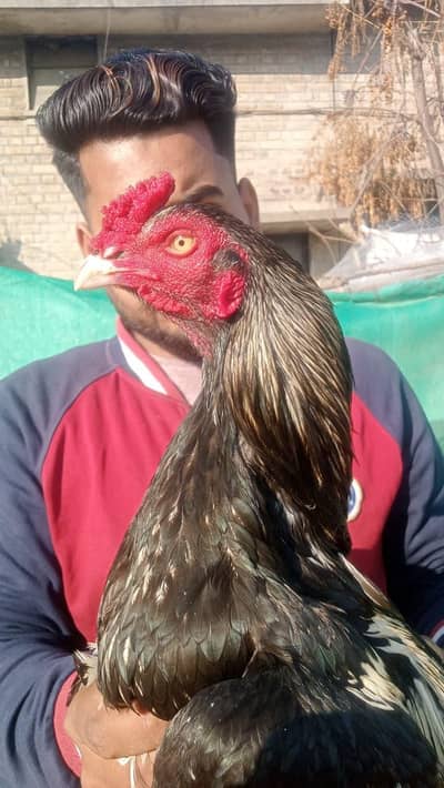 Marathi patha or Mushkii Lassani maadi