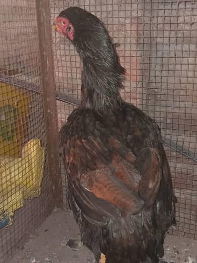 aseel sindhi nasal ki murgi