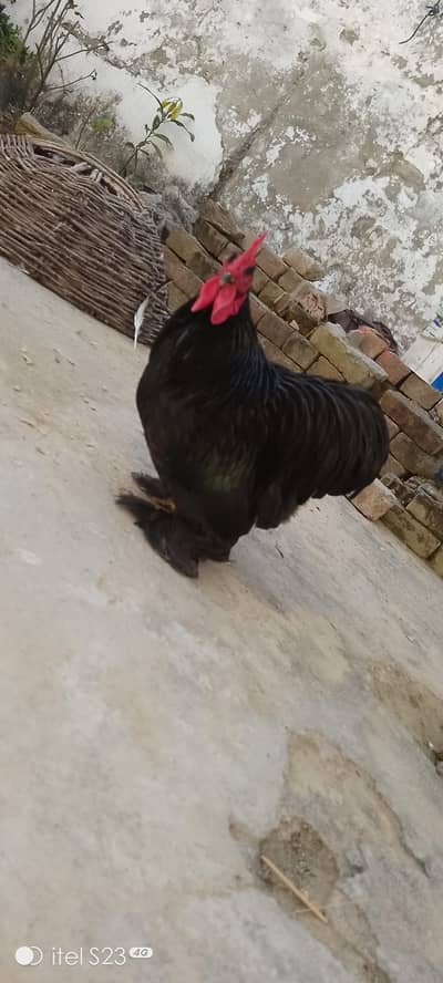PURE BLACK BANTAM HAI
