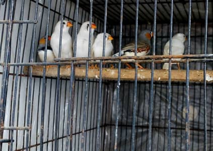 SNow White Zebra Finch