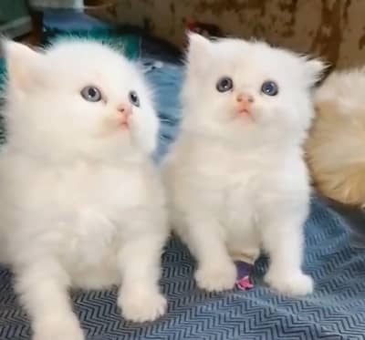 Female kitten persion triple coated