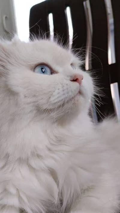 Beautiful White Persian  (female)for Sale