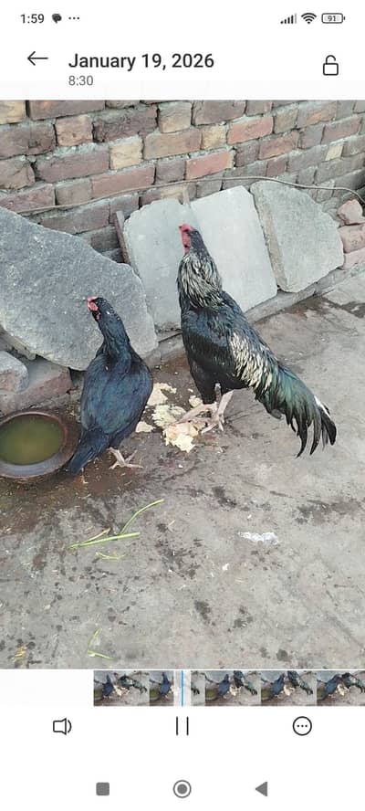 Thailand Aseel Pairs