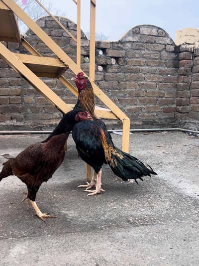 sava breader old blood line pair