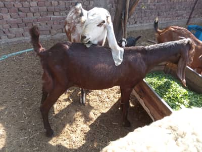 Bakra/bakri/bheed/sheep/goat