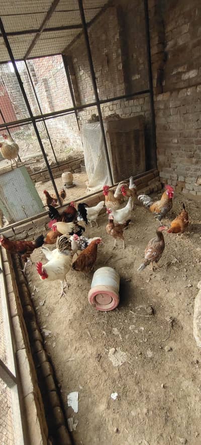 Desi hens Desi murghay