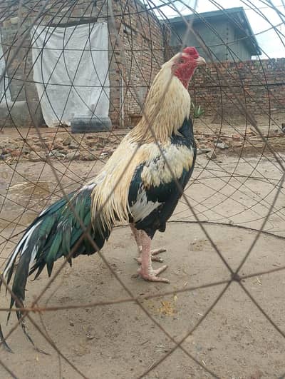 mianwali aseel bahot achi nasal Ka ha