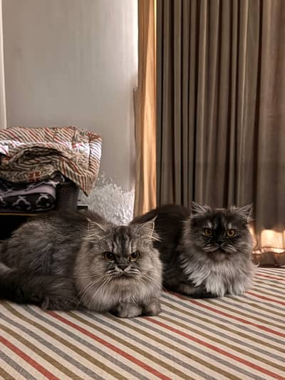 Meeko and Mojo (mother/daughter pair)